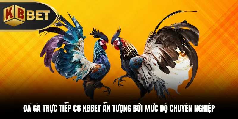 Đá gà trực tiếp C6 ấn tượng bởi sự chuyên nghiệp
