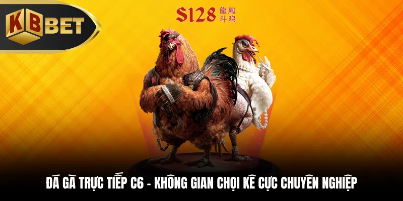 Đá gà trực tiếp C6