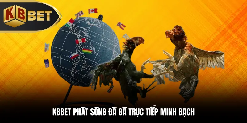 KBBET phát sóng đá gà trực tiếp minh bạch