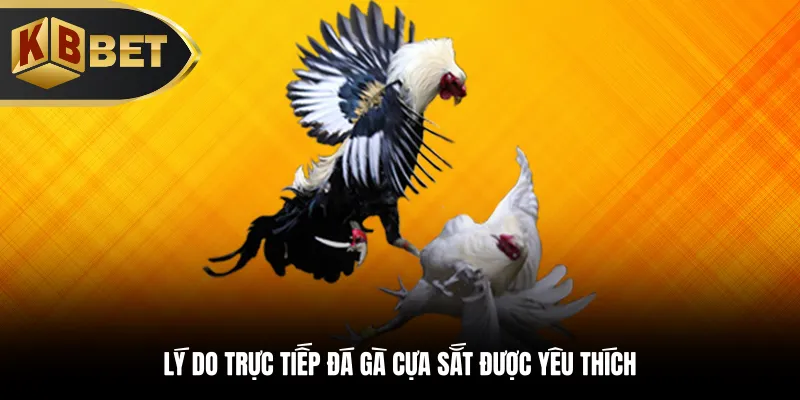 Lý do trực tiếp đá gà cựa sắt được yêu thích