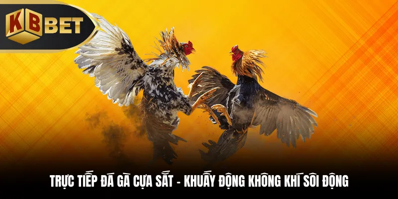 Trực tiếp đá gà cựa sắt